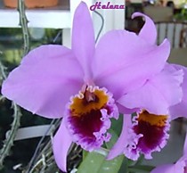 Cattleya percivaliana 'Summit' x 'Centro Remolacho'