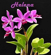 Cattleya violacea rosea dark Lip