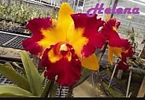 Blc. Golf Rainbow