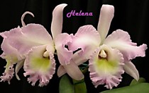 Bс. Pastoral 'Rose'