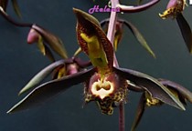 Catasetum sanguineum x viridiflavum