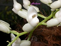 Catasetum severiniana