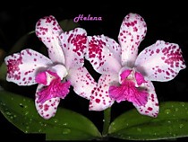 Cattleya amethystoglossa  PPP x Suzi Q