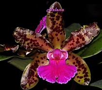 Cattleya (leopoldii x C. Fascelis) x Peckhaviensis