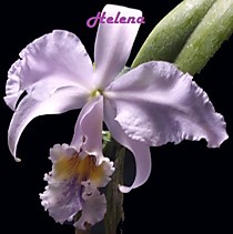 Cattleya mossiae coerulea  'Herrera'
