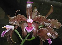 Cattleya schofieldiana 'brown'