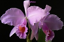 Cattleya schroederae