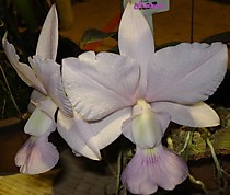 Cattleya walkeriana var. coerulea