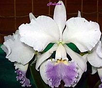 Cattleya warneri var. coerulea
