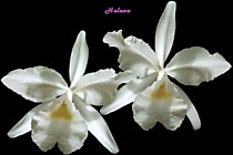 Cattleya warscewiczii alba 'Snow Caesar'