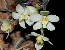 Chiloschista exuperei