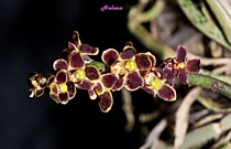 Chiloschista lunifera