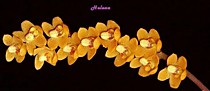 Chiloschista pusilla var. orange