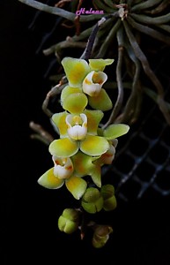 Chiloschista usneoides
