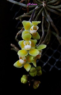Chiloschista usneoides