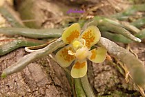 Chiloschista yunnanensis