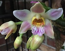 Chysis langleyensis x limminghei