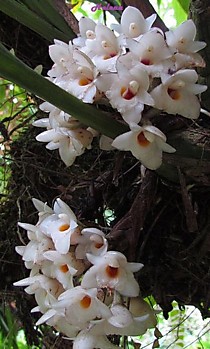 Coeliopsis hyacinthosma