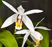 Coelogyne huettneriana