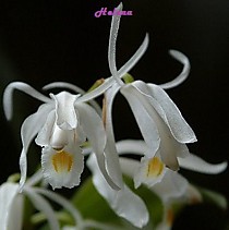 Coelogyne leucantha