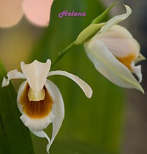 Coelogyne mooreana x beccarii