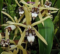 Coelogyne pulverula