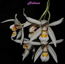 Coelogyne punctulata