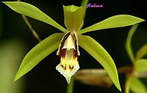 Coelogyne rochussenii