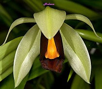 Coelogyne usitana