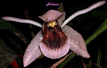 Coelogyne xyrekes