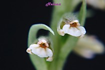 Cyclopogon elatus