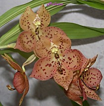 Cycnoches Richard Brandon #6