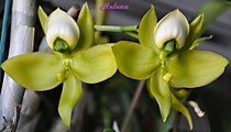 Cycnoches warscewiczii