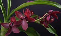Cycnodes Jumbo Phoenix ”Jumbo”