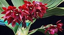 Cycnodes Wine Delight 'JEM' FCC/AOS
