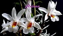 Dendrobium christyanum