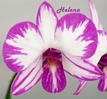 Dendrobium Enobi Komachi x Laguna Princess Dendrobium Enobi Komachi x Laguna Princess