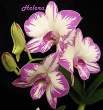 Dendrobium Enobi Purple 'Splash'