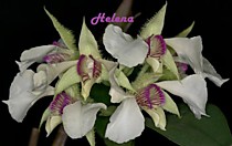 Dendrobium eximium Dendrobium eximium
