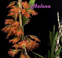 Dendrobium faciferum Dendrobium faciferum