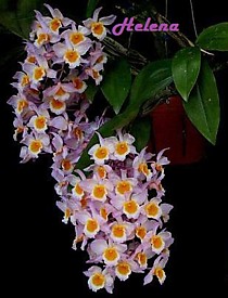 Dendrobium farmeri Dendrobium farmeri