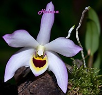 Dendrobium flexicaule