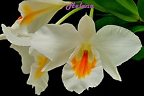 Dendrobium formosum Dendrobium formosum