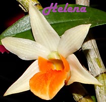 Dendrobium Frosty Dawn