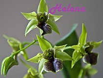 Dendrobium Green Elf (convolutum x alexandrae)