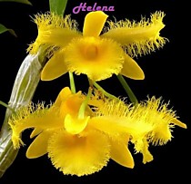 Dendrobium harveyanum