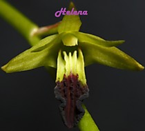 Dendrobium hemimelanoglossum
