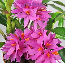Dendrobium Hibiki (laevifolium x bracteosum)