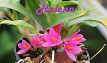 Dendrobium Hibiki x bracteosum
