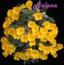Dendrobium jenkinsii